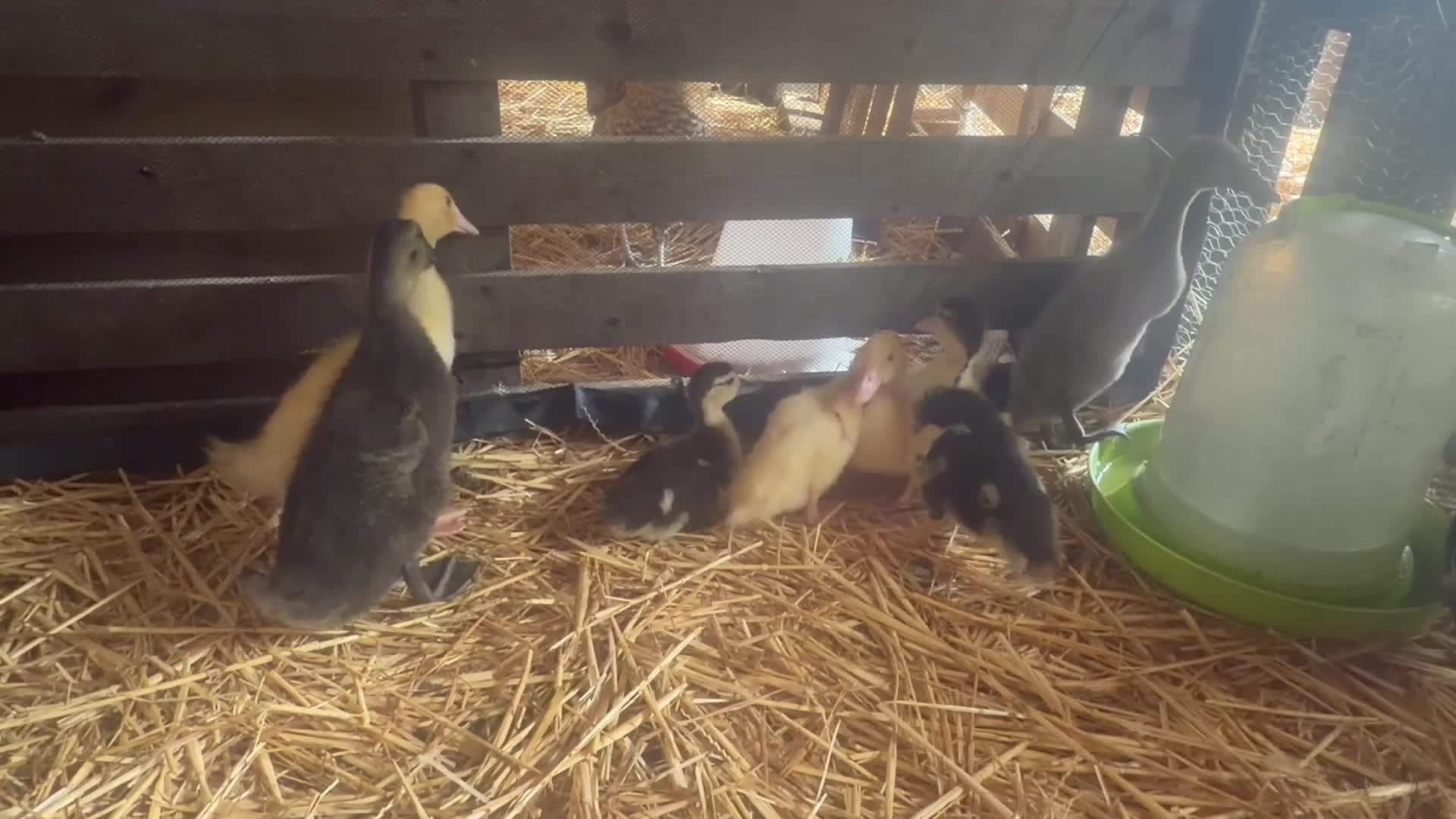 Ducks poultry for sale: Muscovy & khaki campbell ducklings - Video 1