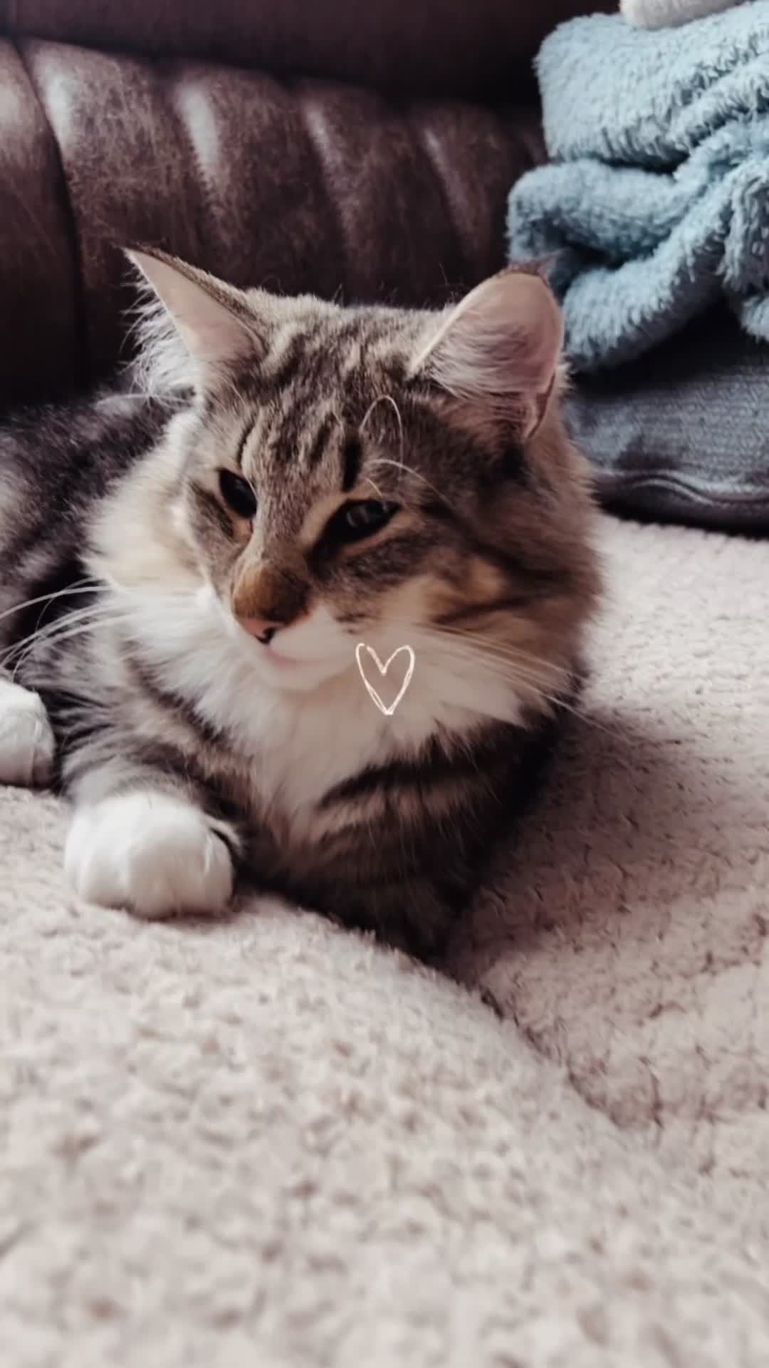 Norwegian Forest Cat cats for sale: Full FIFe pedigree Norwegian Forest Kittens  in Normanton - Video 2