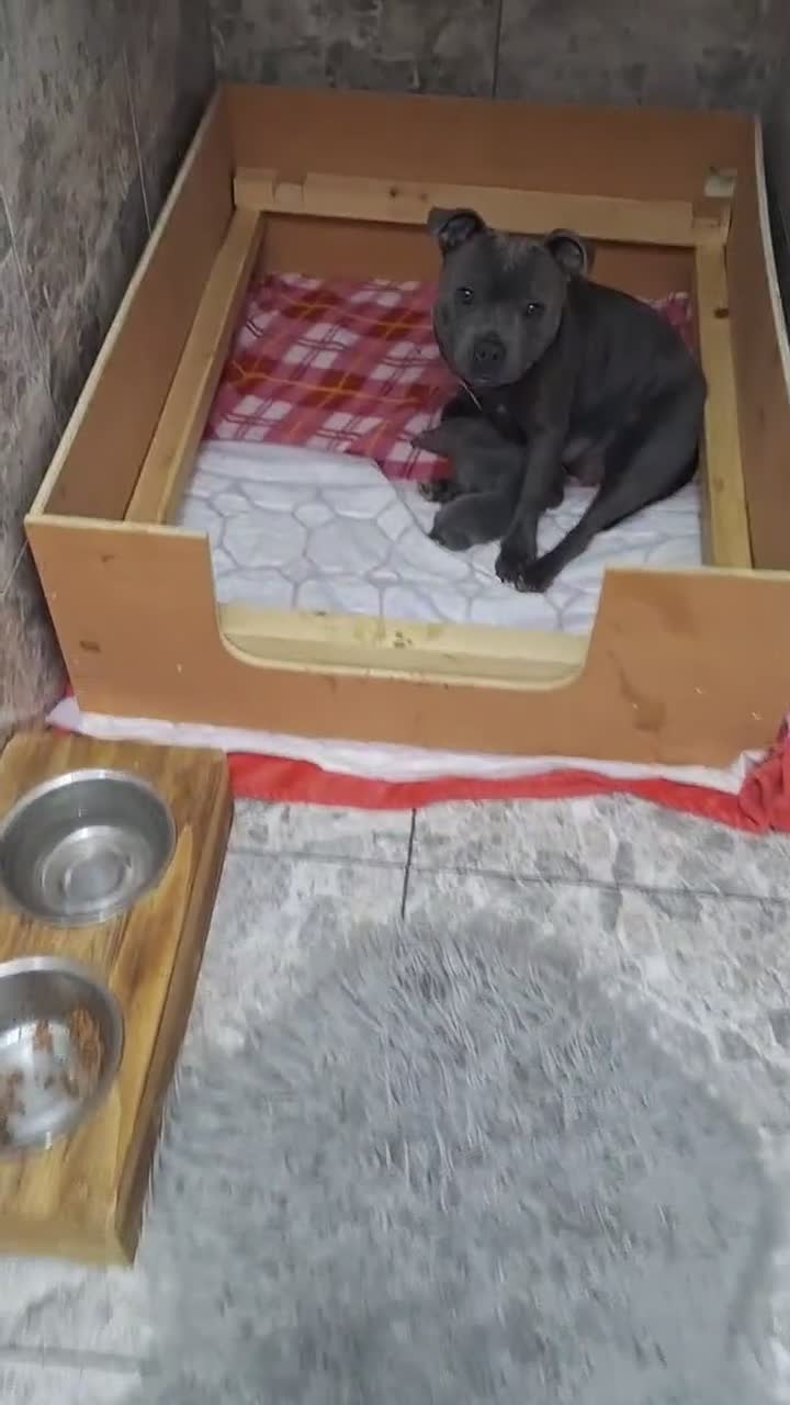 Staffordshire Bull Terrier dogs for sale: TOP QUALITY KC REG BLUE STAFFY! ONLY 1 GIRL LEFT! in Northolt - Video 3