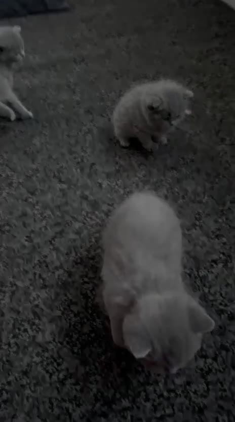 British Shorthair cats for sale: British short hair blue - Video 1