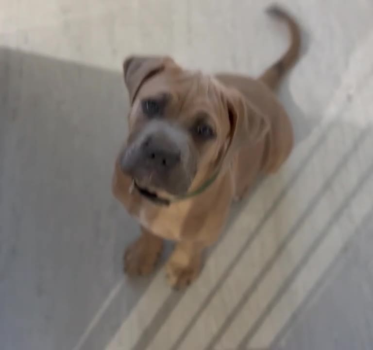 Cane Corso dogs for sale: Ready now🦭MaleCaneCorso PuppiesTake Home Today! - Video 1