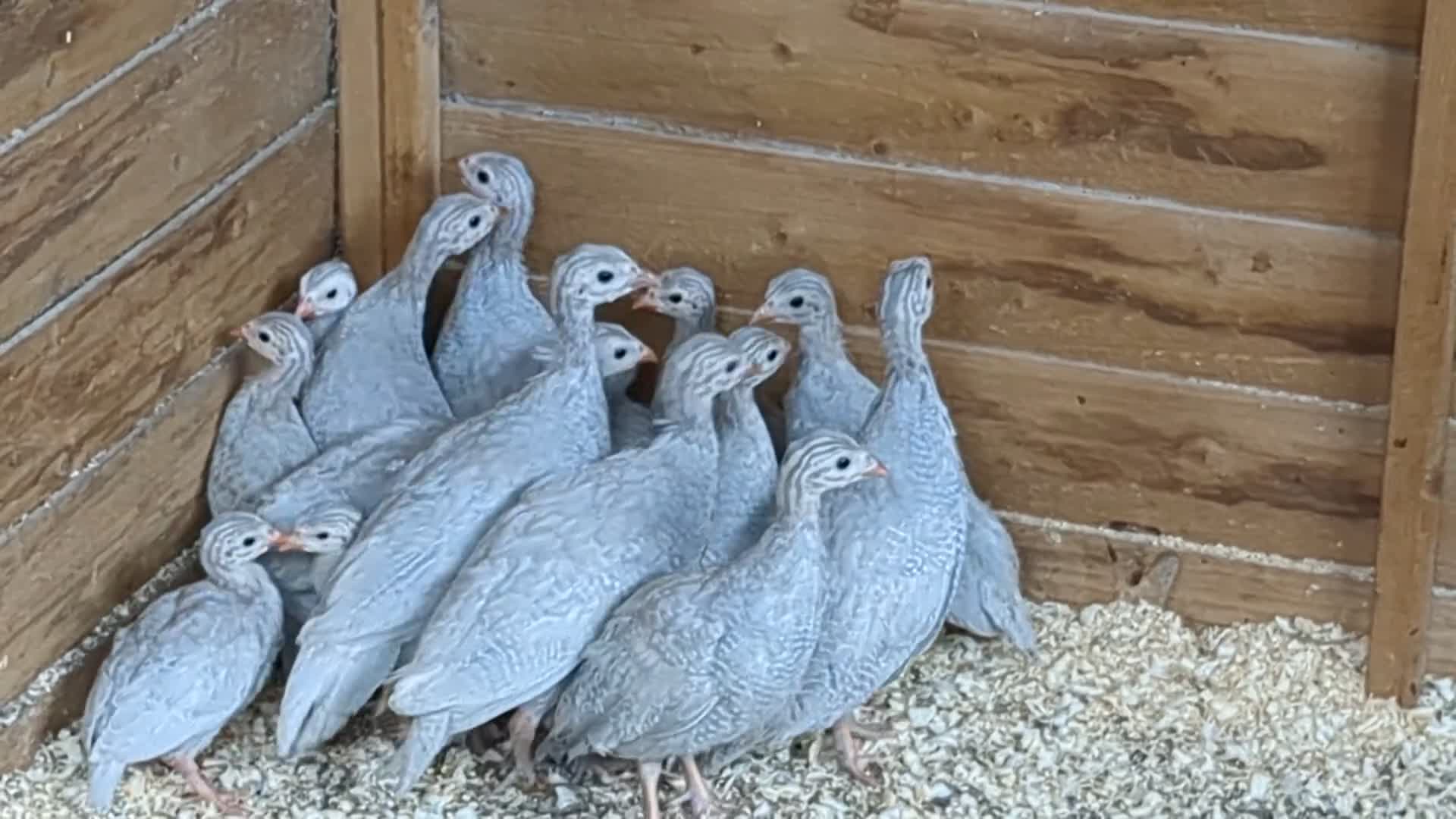 Turkeys poultry for sale: Lavender Guinea Fowl  - Video 1