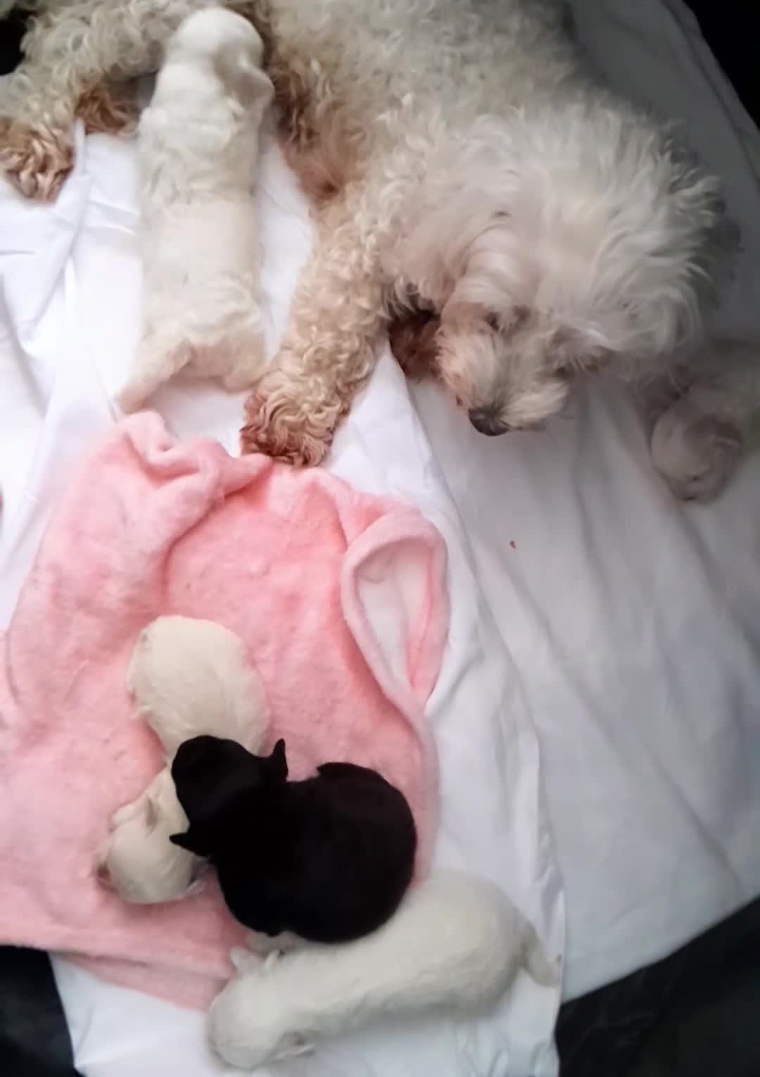 Maltipoo dogs for sale: HEALTH TESTED QUALITY F1 TOY MALTIPOO PUPPIES🩷  - Video 2