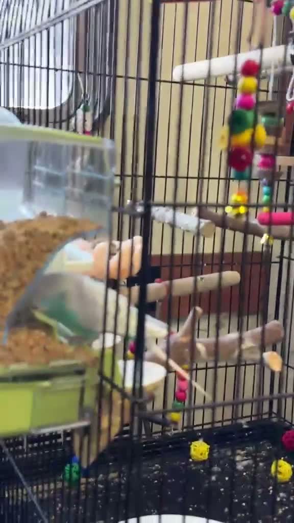 Budgerigars birds for sale: Two beautiful budgies  in Hull - Video 1