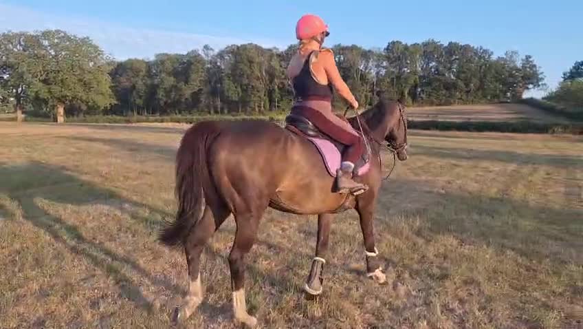 Irish Thoroughbred horses for sale: 15.3H TB Mare ex Racer excellent manners 17 years  - Video 2