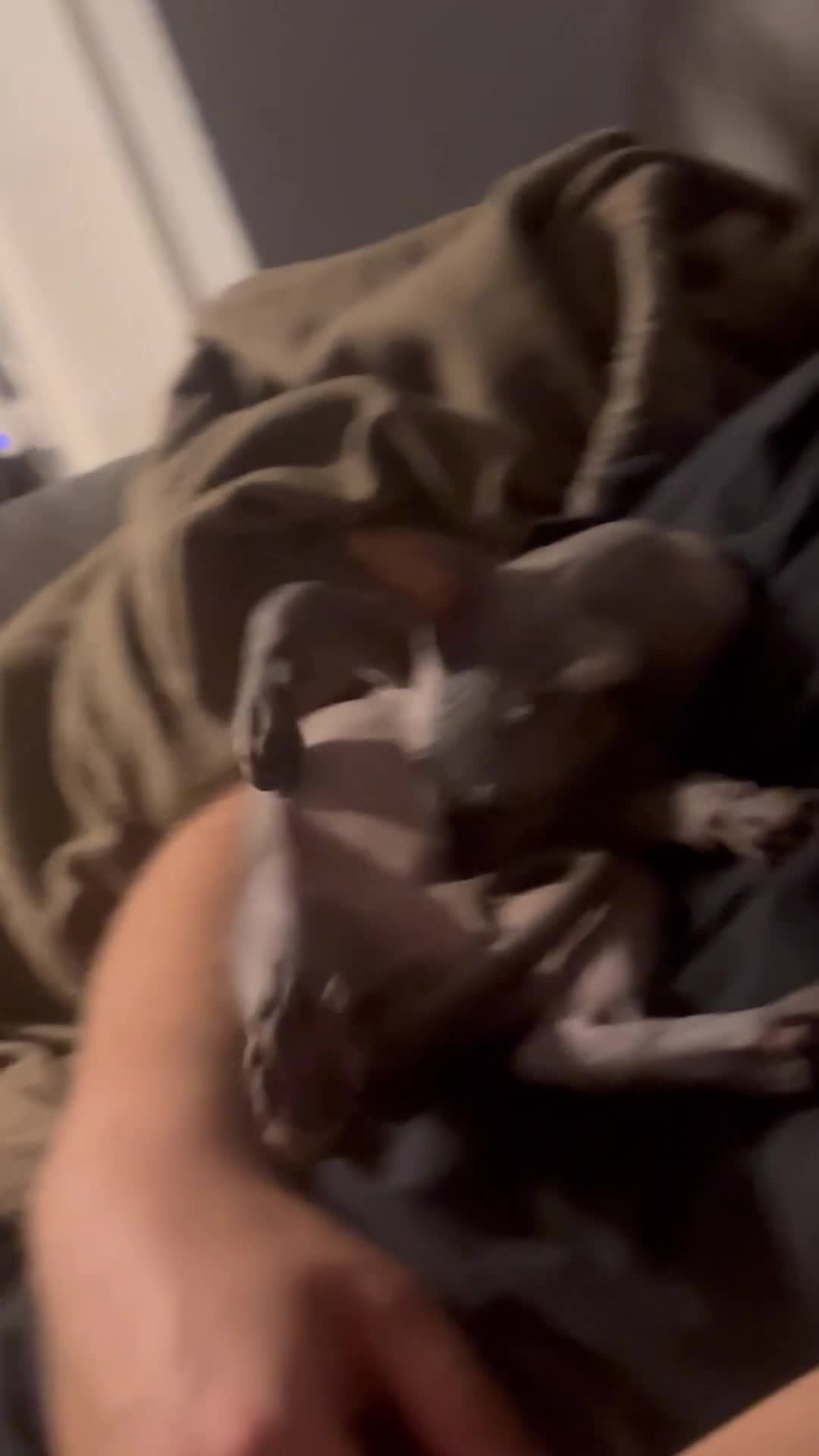 Sphynx cats for sale: Canadian Sphynx kitten  - Video 1
