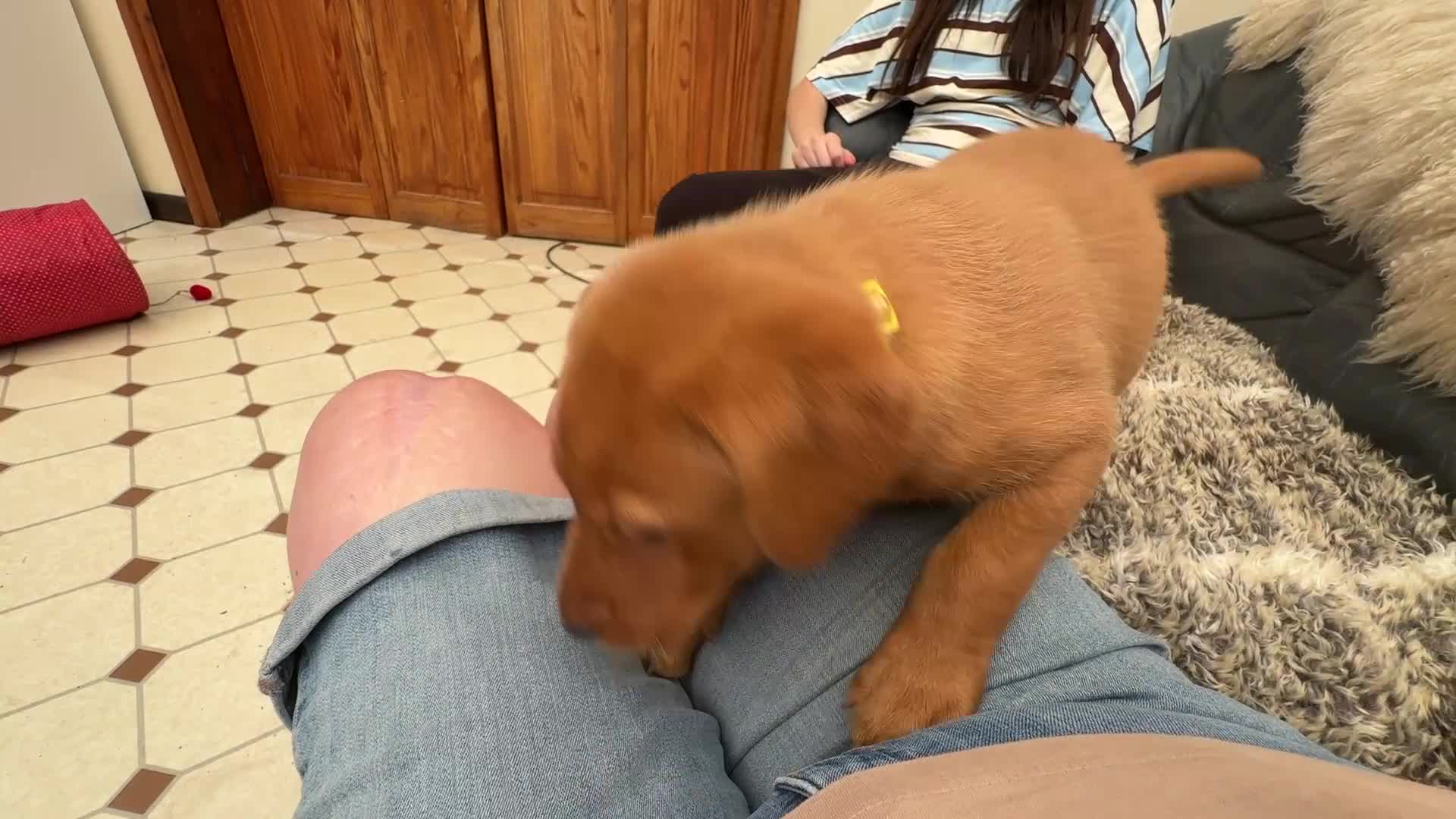 Labrador Retriever dogs for sale: Beautiful Labrador retriever puppies for sale - Video 2