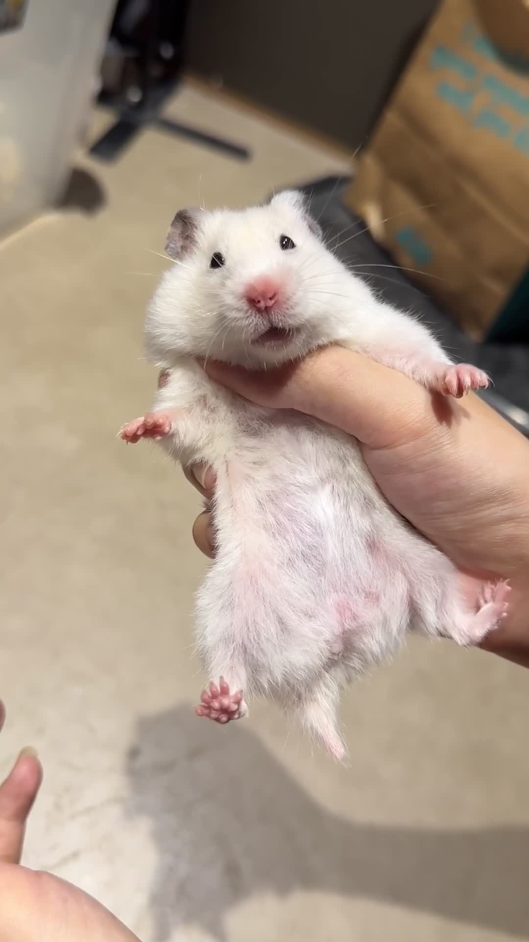 Hamster rodents for sale: Looking for a loving home for 4 healthy hamsters  - Video 1