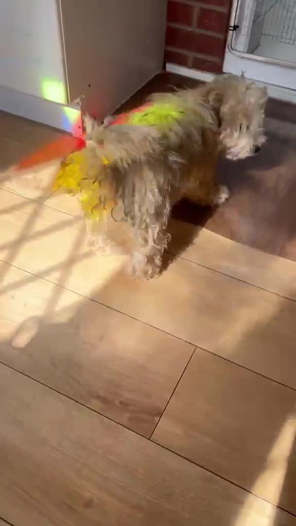 Yochon dogs for sale: Beautiful 4 month old male Yochon puppy for sale  in London - Video 1
