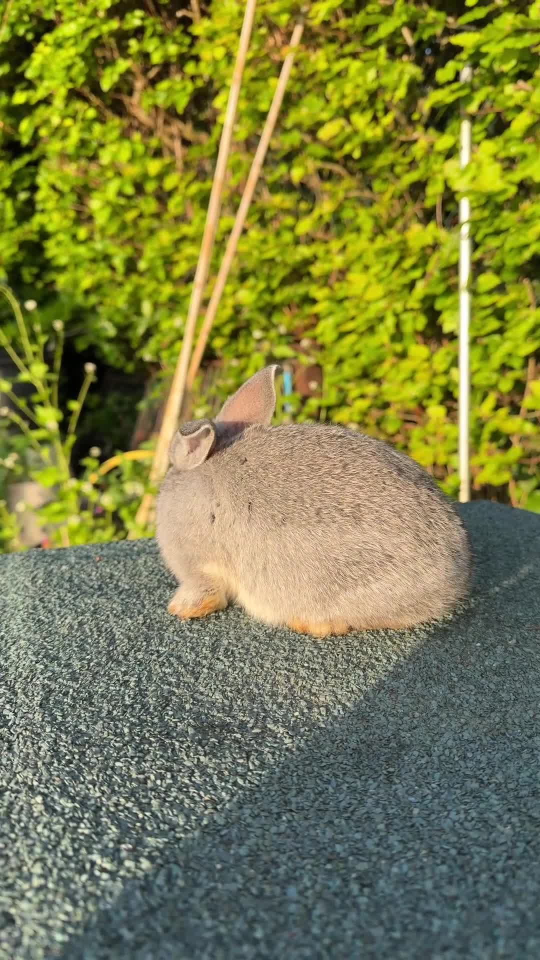 Mixed Breed rabbits for sale: Gorgeous Baby Rabbits – Handled Daily - Video 3