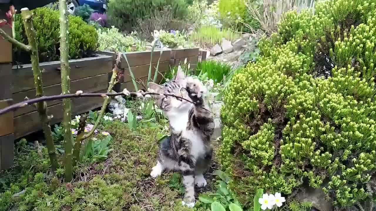 Mixed Breed cats for sale: Keetah – Energetic, Loving 1.5yr Small Female - Video 1