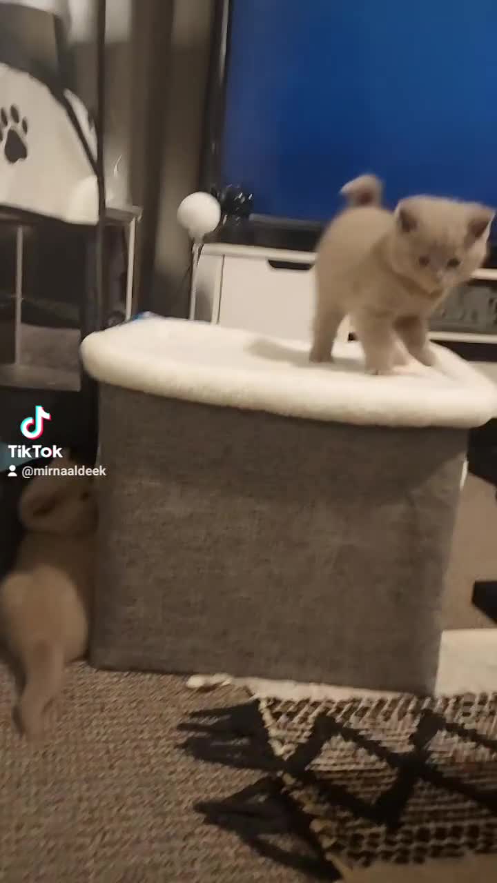 British Shorthair cats for sale: STUNNING BSH LILAC KITTENS 3 MALES/1 FEMALE  - Video 2