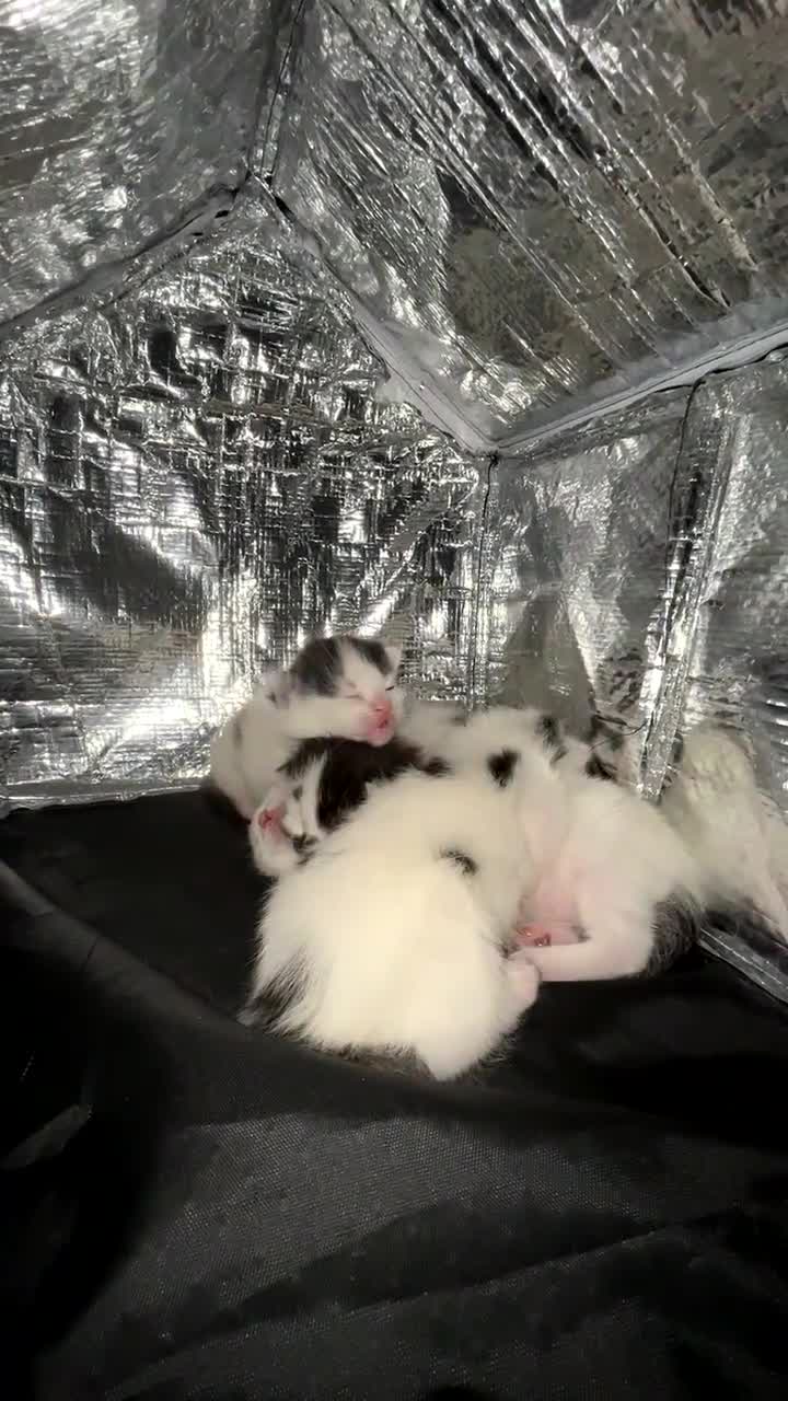 Mixed Breed cats for sale: Looking for a loving home for 4 kittens - Video 1