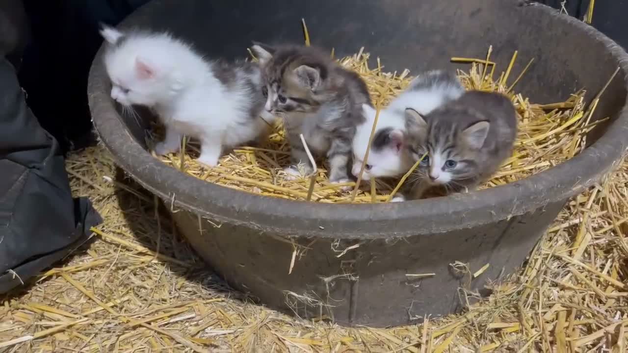 Mixed Breed cats for sale: Beautiful Kittens  - Video 1