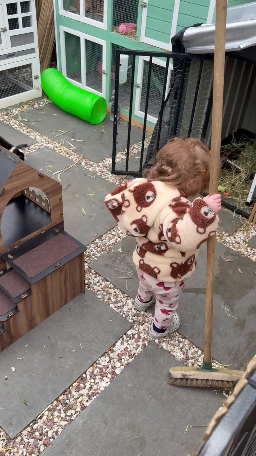 Mini Lop rabbits for sale: Two Mini Lop Bucks 🩵 - Video 3