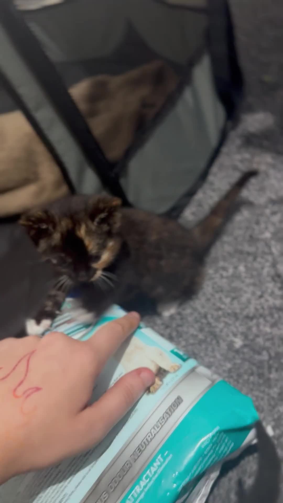 Domestic Shorthair cats for sale: Beautiful tortoiseshell domestic shorthair kitten - Video 1