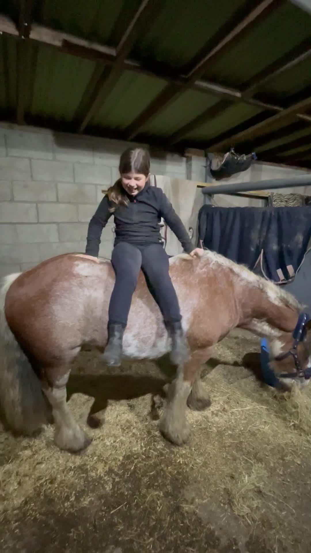 Other Breed horses for sale: 13hh blagdon gelding - Video 2