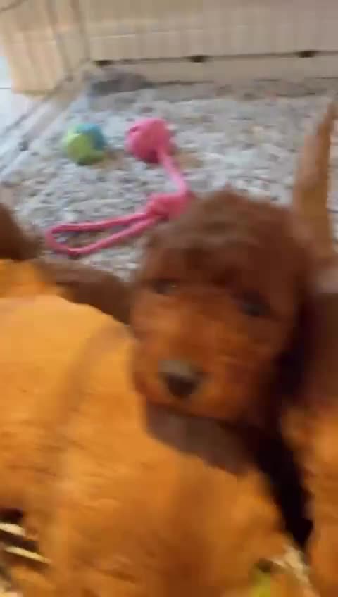 Labradoodle dogs for sale: *Labradoodle puppie F1B*   in Ware - Video 3