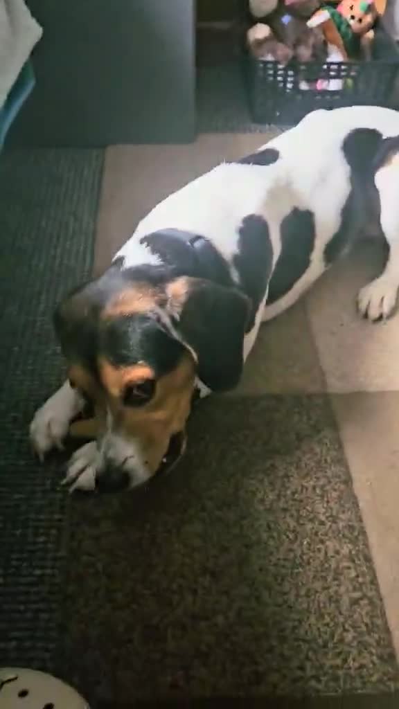 Beagle dogs for adoption: Cooper is in Hampshire & waiting for his family  - Video 2