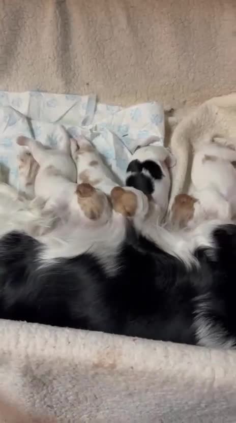 Cavalier King Charles Spaniel dogs for sale: Beautiful Blenheim King Charles spaniel pups   - Video 1