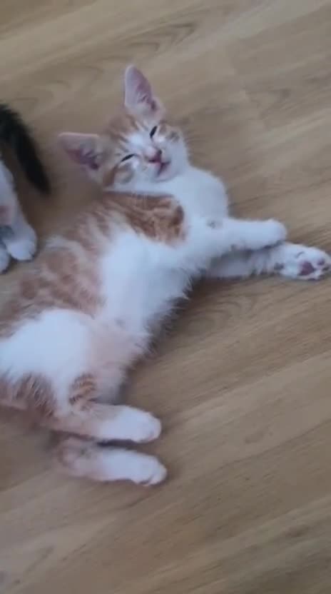 Mixed Breed cats for sale: 5 BEAUTIFUL KITTENS 😸 LOOKING FOR FOREVER HOME   - Video 4