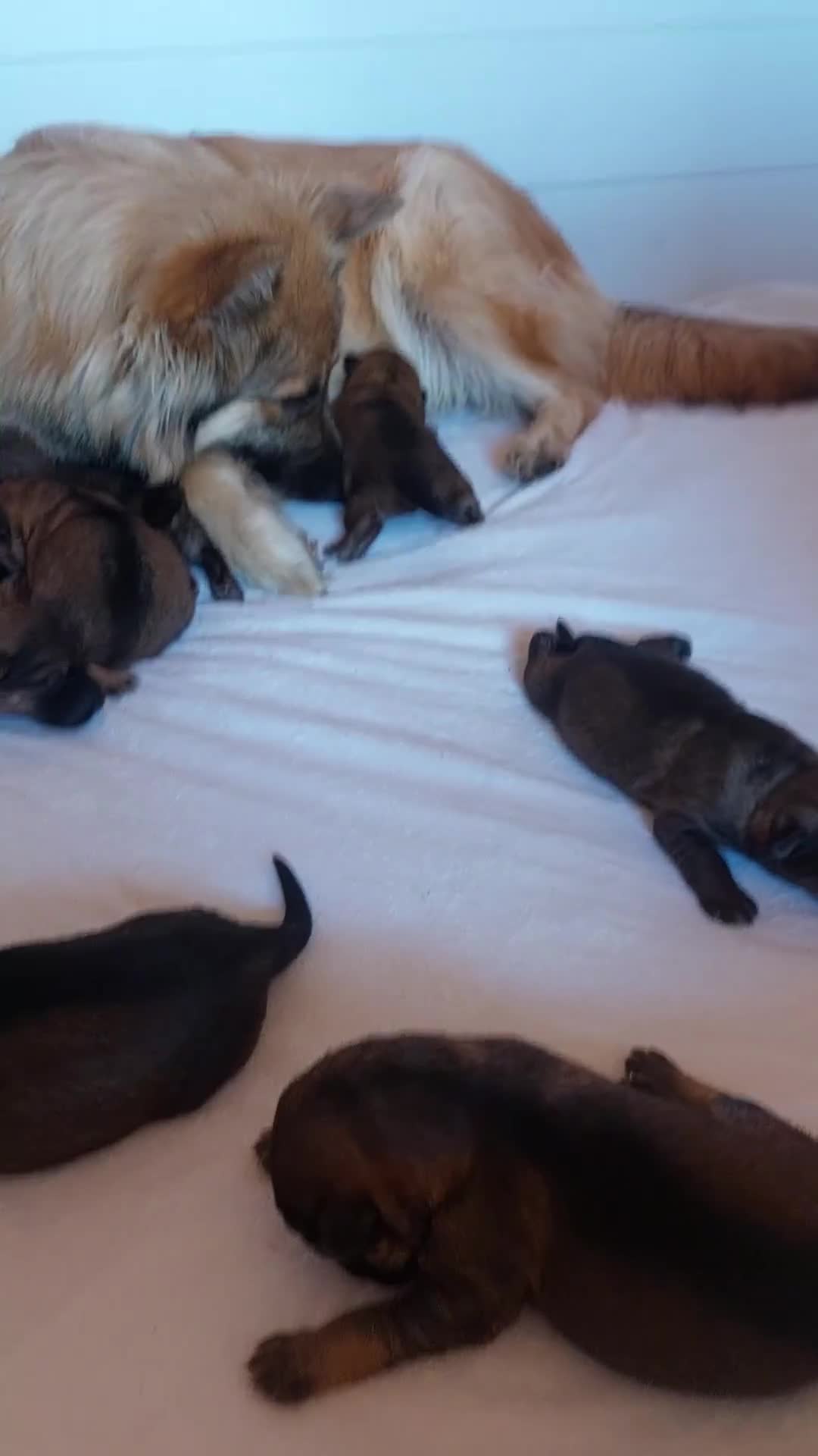 German Shepherd dogs for sale: 7  beautiful german shephered pups  - Video 1