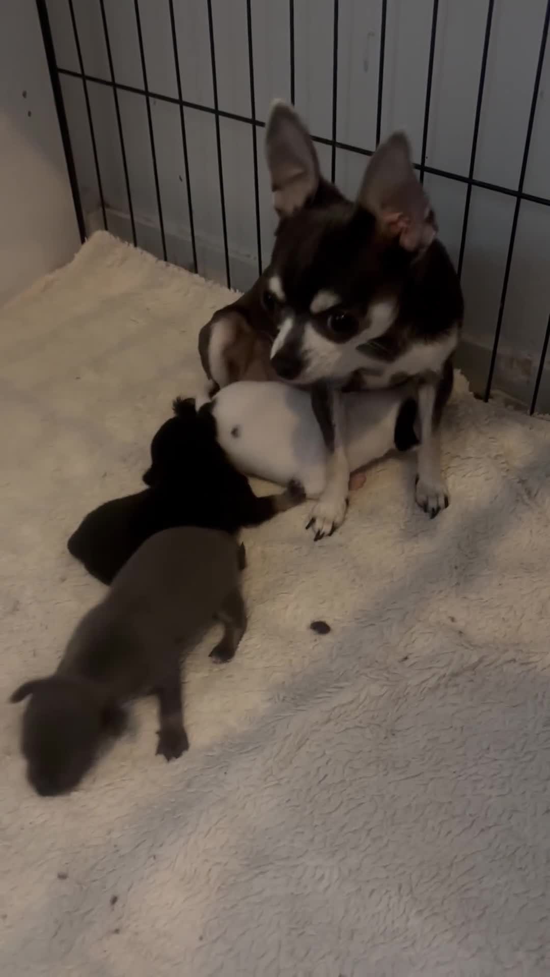 Chihuahua dogs for sale: Tiny cute chihuahua puppies  - Video 1