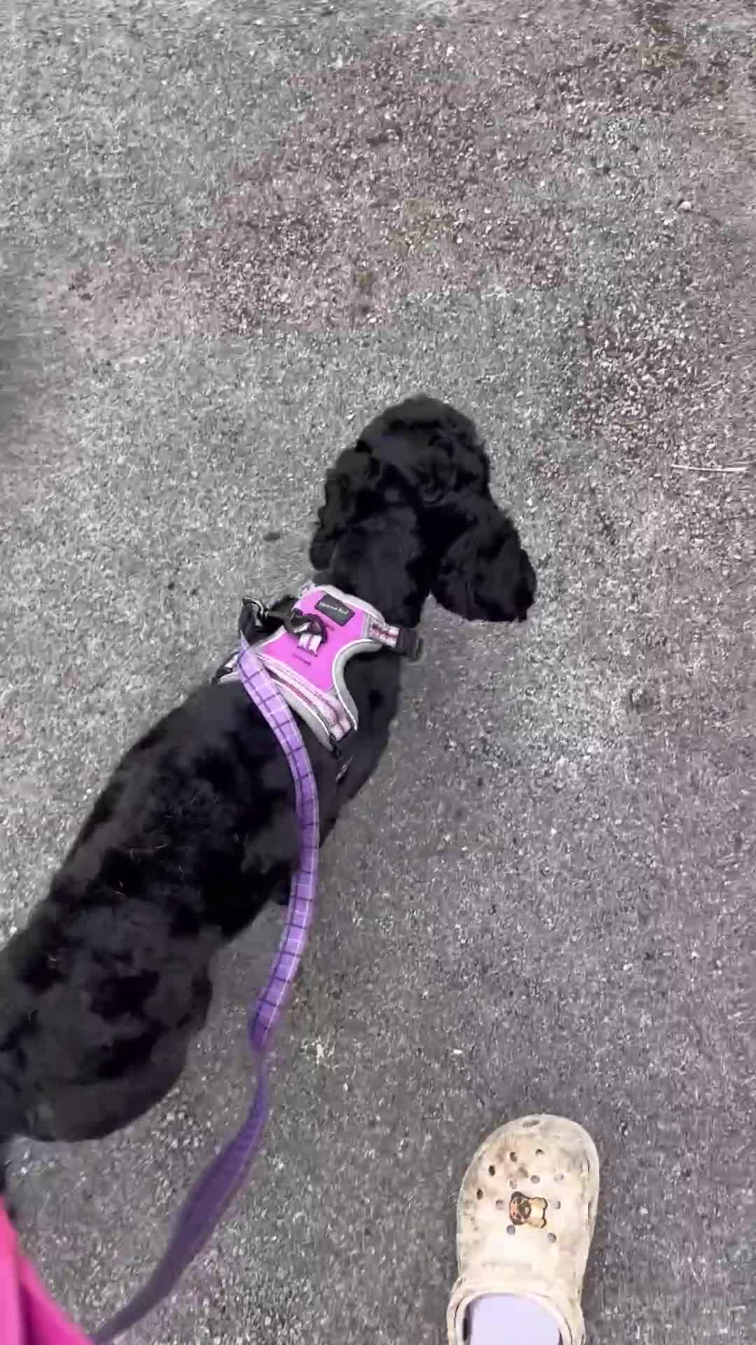 Cockapoo dogs for sale: Cockapoo for rehoming  - Video 1