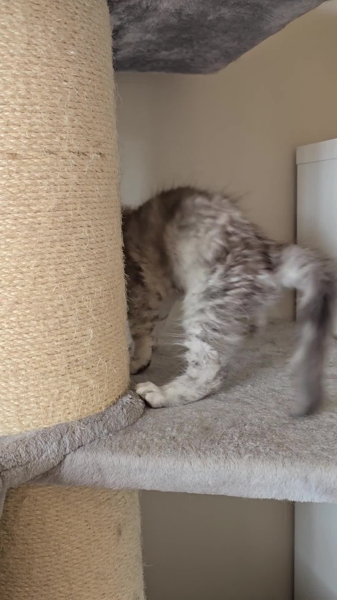 Maine Coon cats for sale: Maine Coon kittens  - Video 2