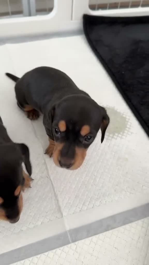 Miniature Dachshund dogs for sale: Long & Short Haired Miniature Daschund Puppies - Video 1