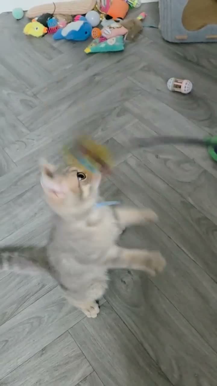 British Shorthair cats for sale: Last Registered Blue Golden British Shorthair boy - Video 1