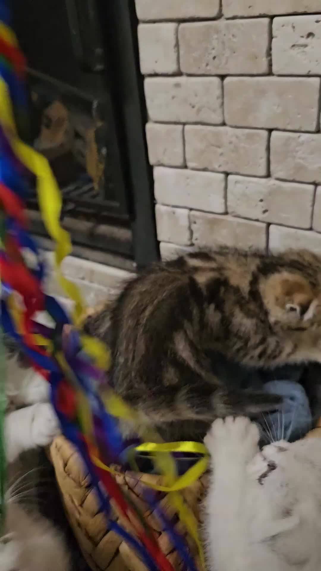 Scottish Fold cats for sale: Stunning scottish folds - Video 1