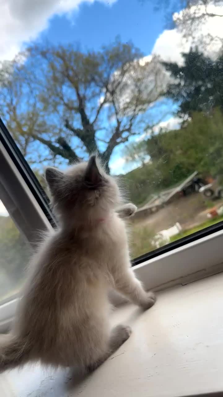 Ragdoll cats for sale: 1 male kitten ready to leave  - Video 1