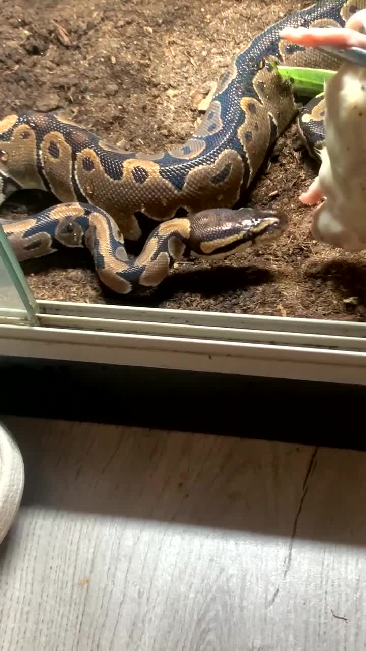 Python Snake reptiles for sale: Royal Python comes with ENCLOSURE  - Video 1