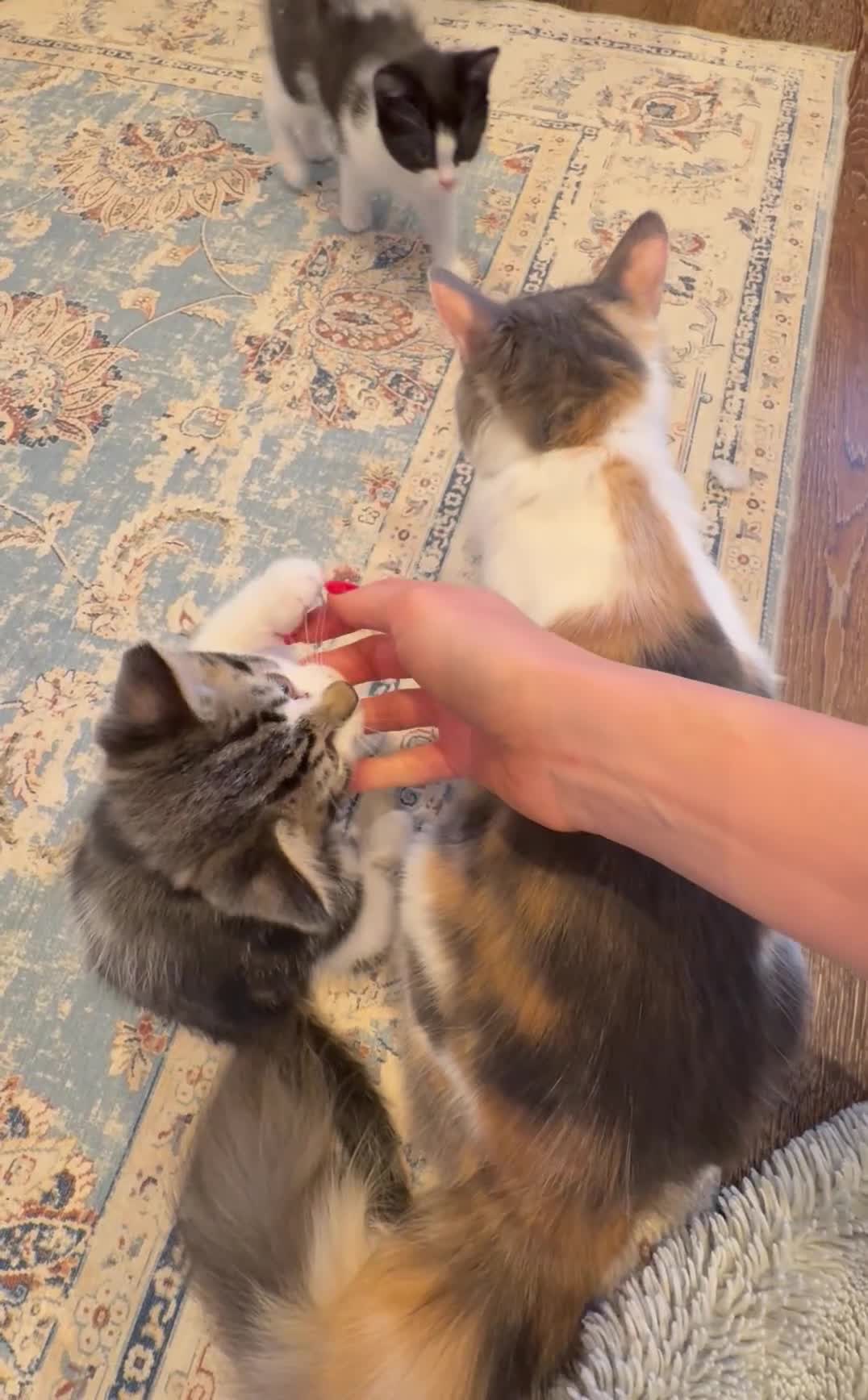 Mixed Breed cats for sale: 2 beautiful Kittens, 1 boy  1 girl - Video 1