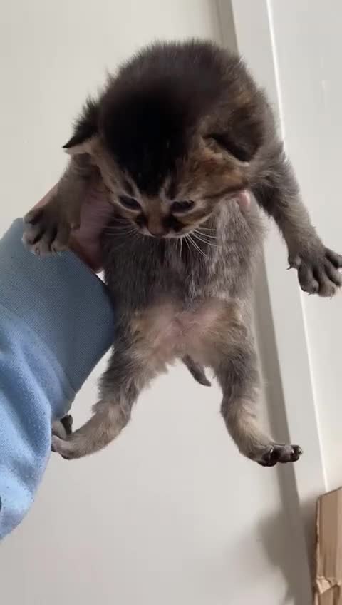 Mixed Breed cats for sale: 5 British short haired blue mixed kittens!!! - Video 2