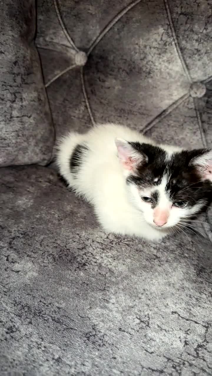 Domestic Shorthair cats for sale: Adorable domestic shorthair kitties - Video 3