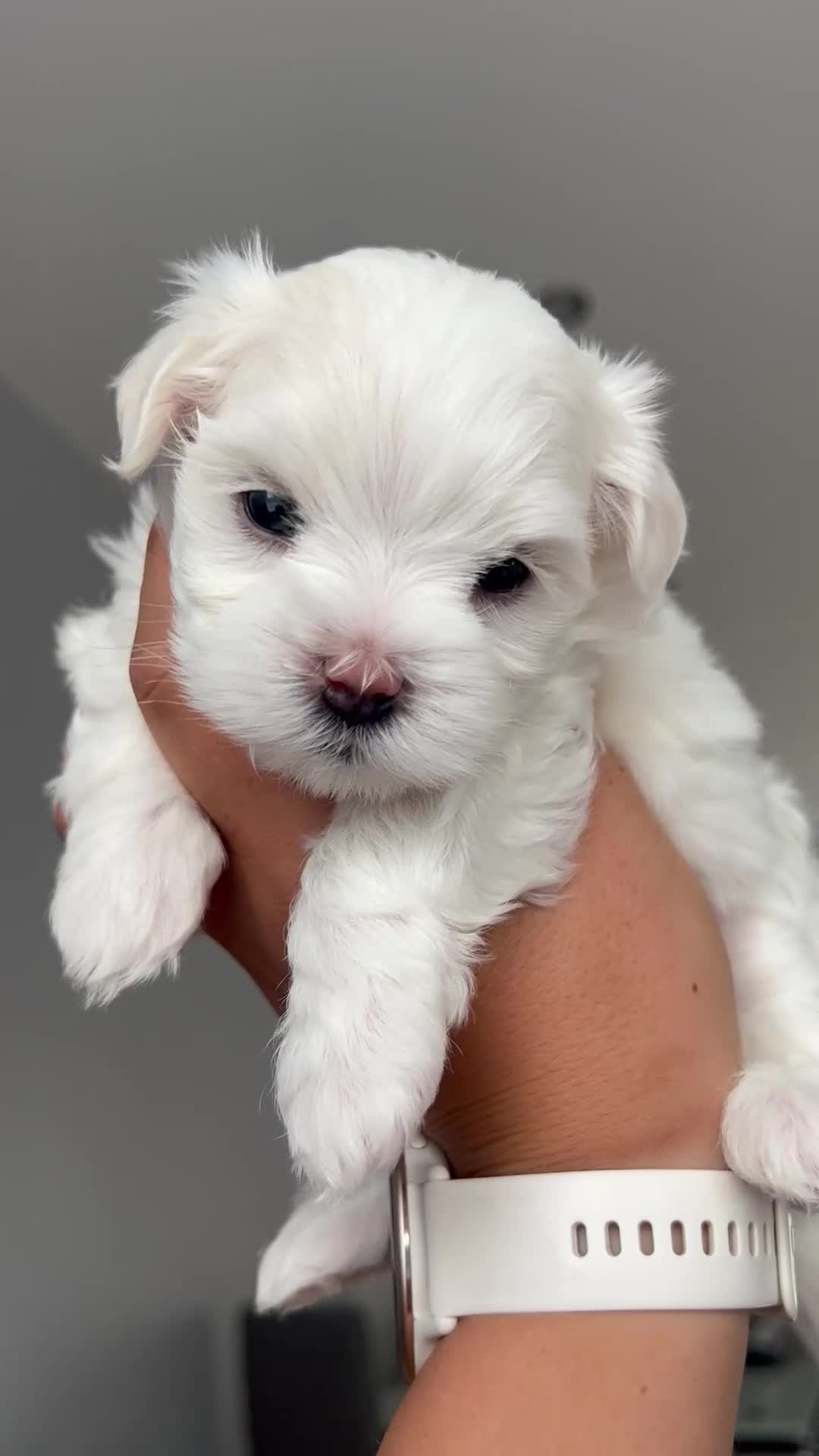 Maltese dogs for sale: Kikapaws Maltese puppies 🐶  - Video 3