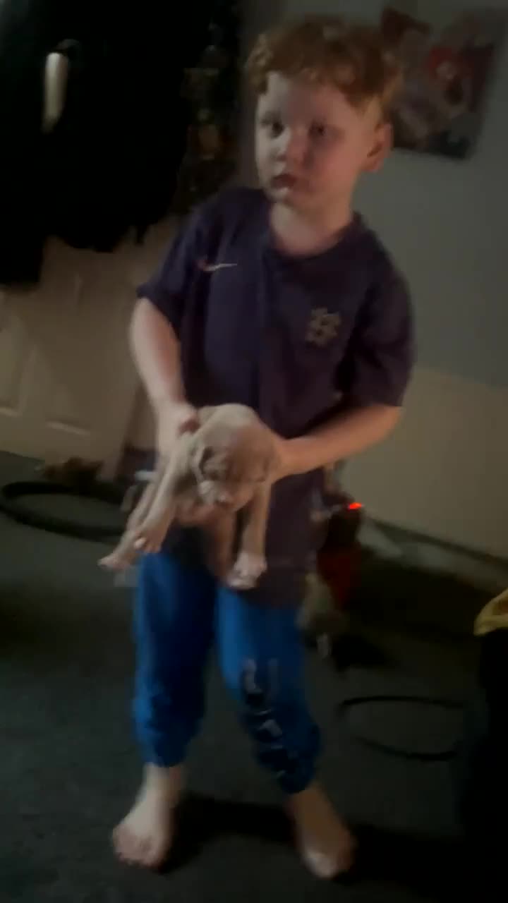 American Bully dogs for sale: Bully breed - Video 1