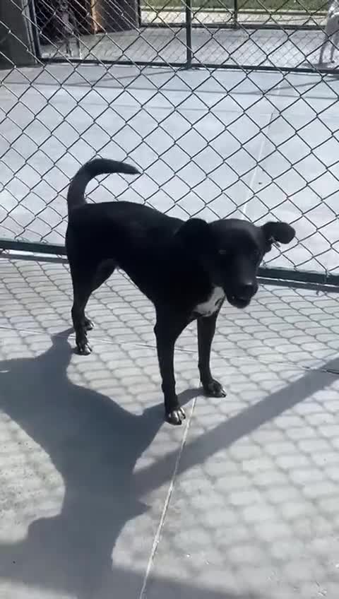 Mixed Breed dogs for adoption: Evie, 3 yrs. Available for adoption. - Video 1