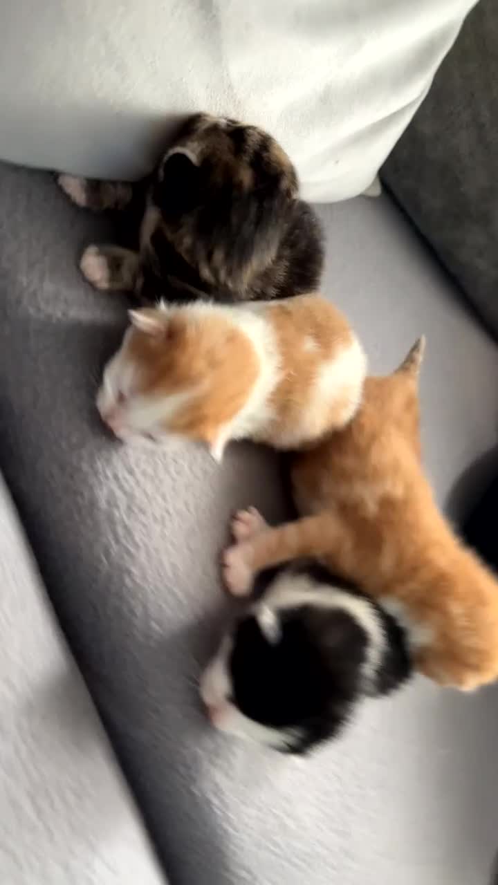 Mixed Breed cats for sale: Beautiful Kittens looking for a good 🏠  - Video 1
