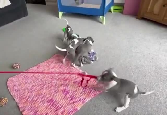 Whippet dogs for sale: Beautiful 12 week old pup seeking forever home - Video 3