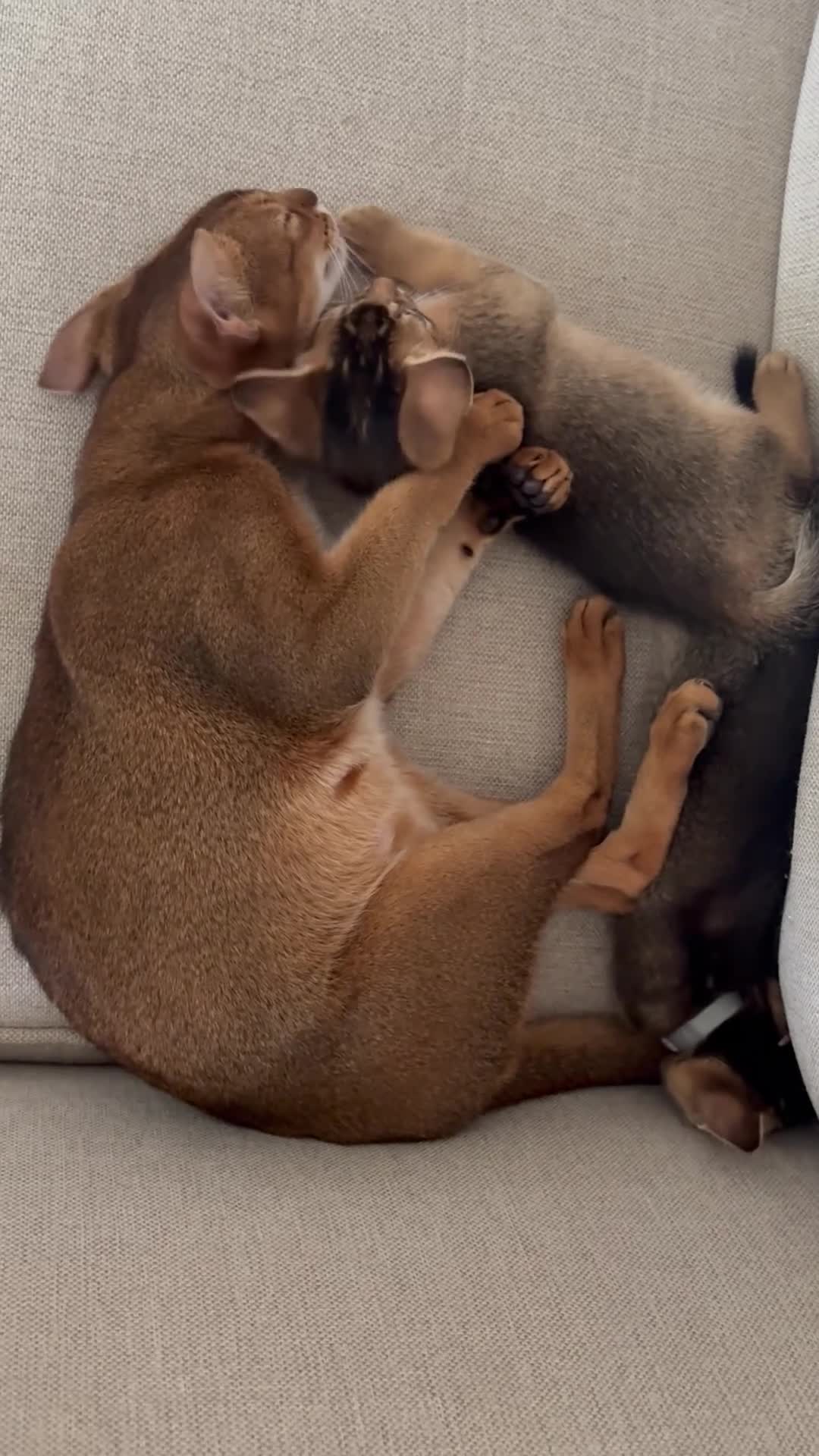 Mixed Breed cats for sale: Handsome Abyssinian Mix Boy | Home Raised - Video 1