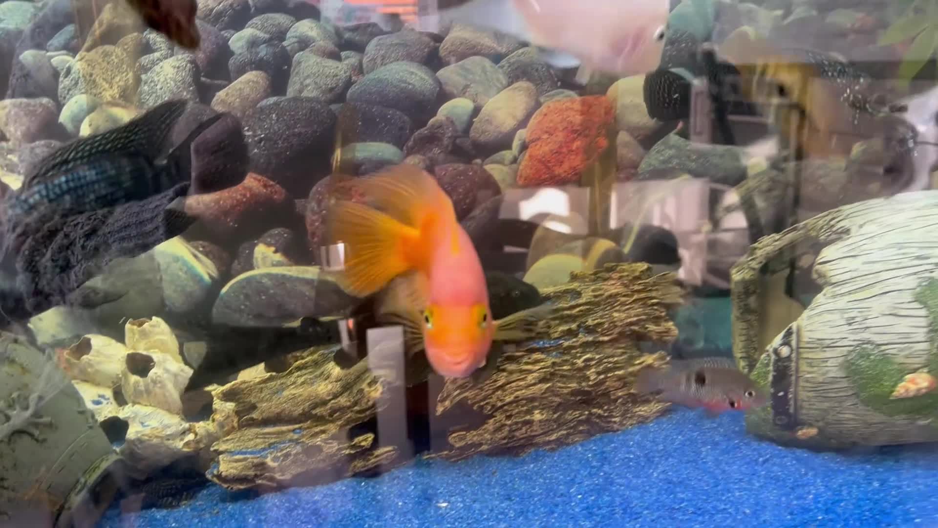 Cichlids fish for sale: Complete fish tank set up - Video 1
