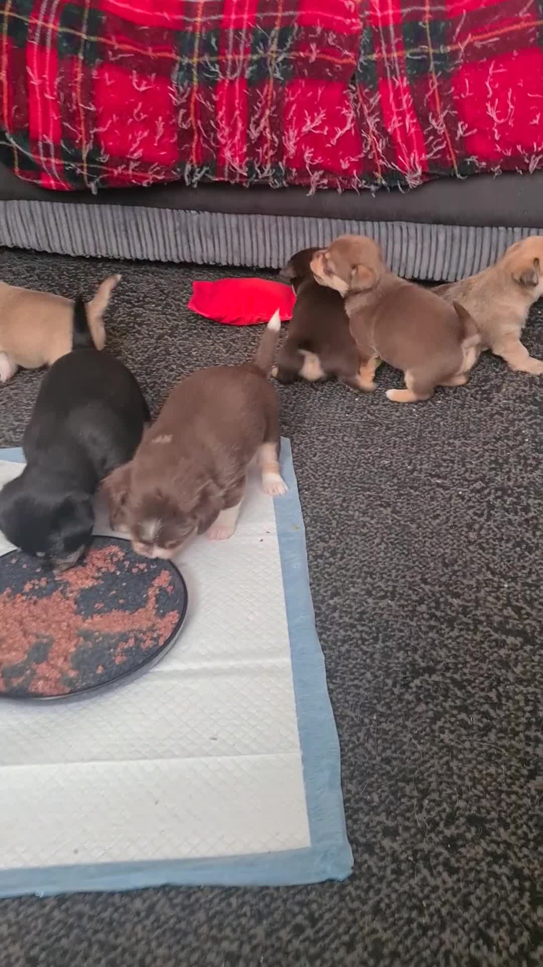 Mixed Breed dogs for sale: Shihchi × pomchi - Video 2