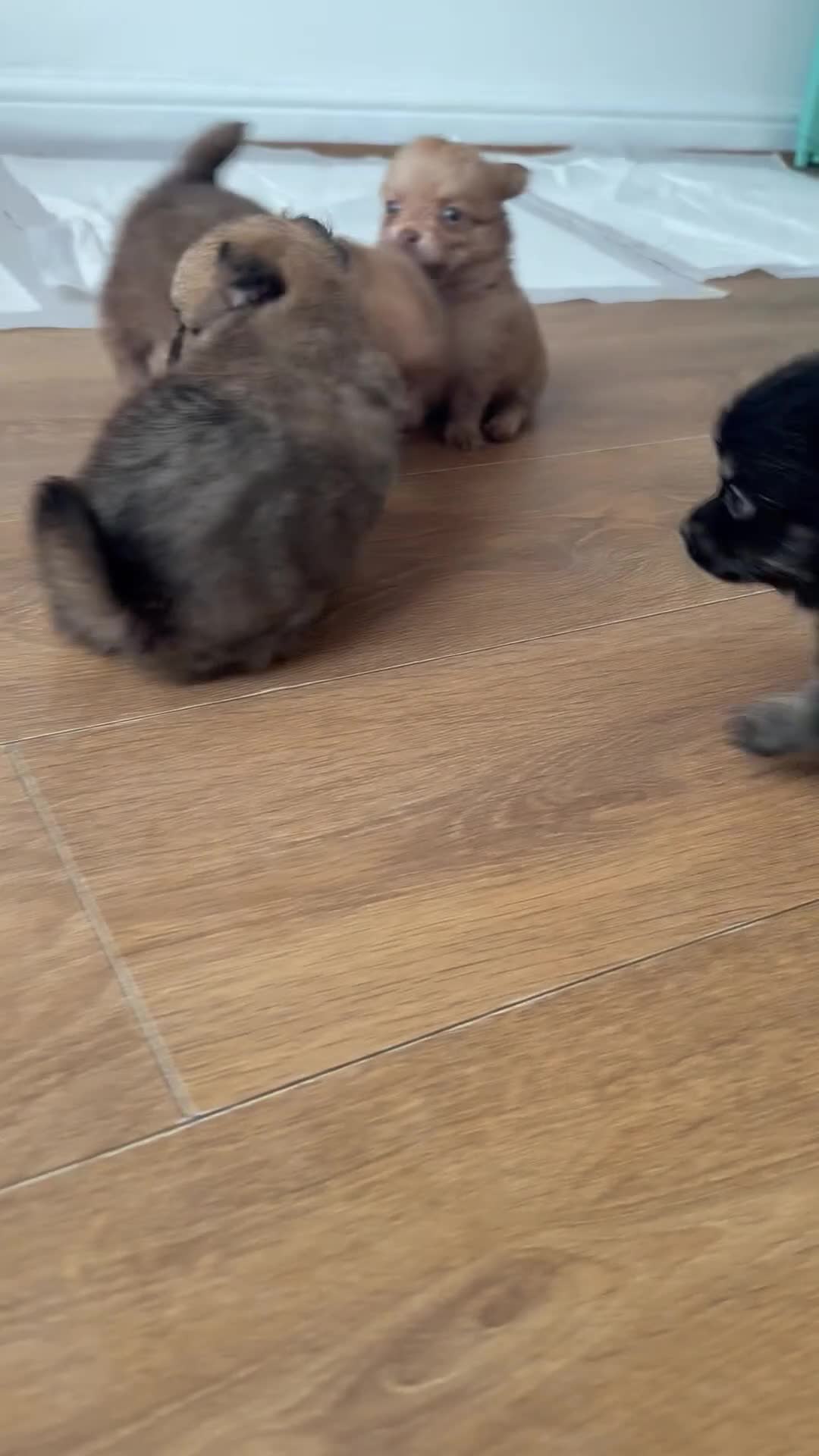 Pomchi dogs for sale: Last 2 boys family raised Pomchi puppies 💗 - Video 2