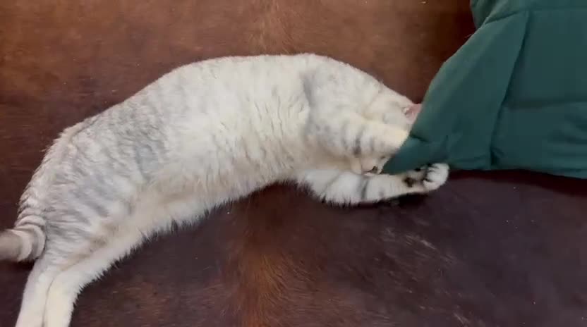 British Shorthair cats for stud: 🌟 British Shorthair Chinchilla GCCF Champion 🌟 - Video 1