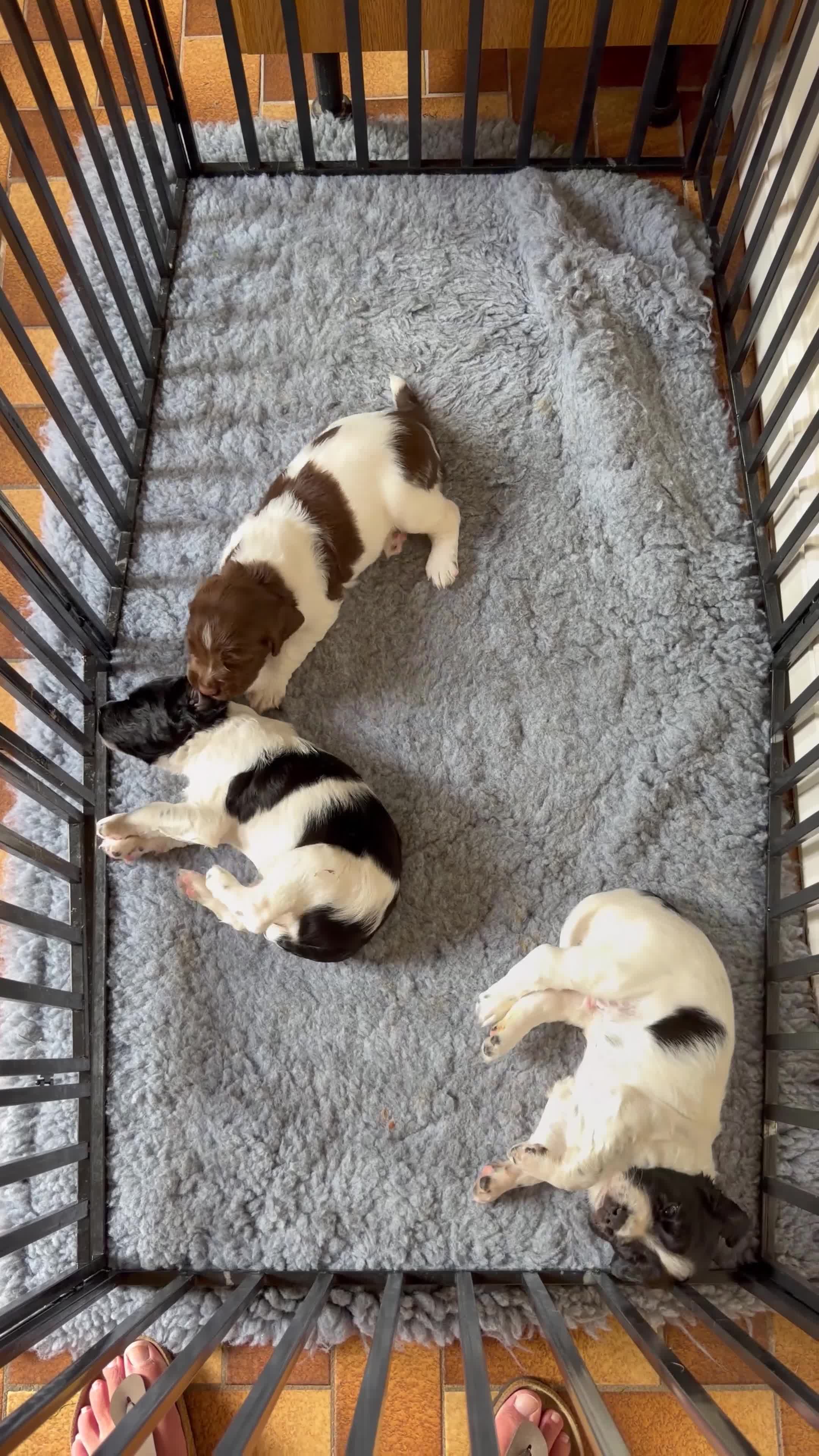 English Springer Spaniel dogs for sale: English Working Springer Spaniels - Video 2