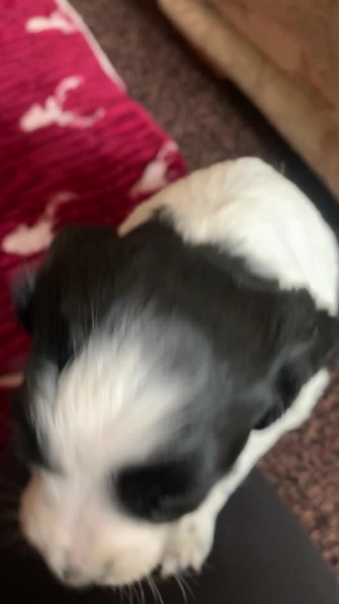 English Springer Spaniel dogs for sale: English Spinger Spaniel Puppies in Sheffield - Video 1