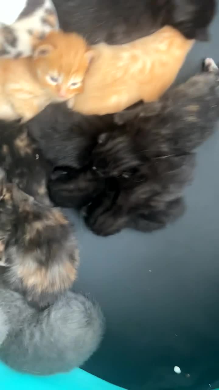 Mixed Breed cats for sale: Beautiful playfull kittens  in Nottingham - Video 1